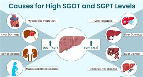 causes of high sgpt|causes of high sgpt levels.